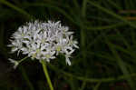 Meadow garlic